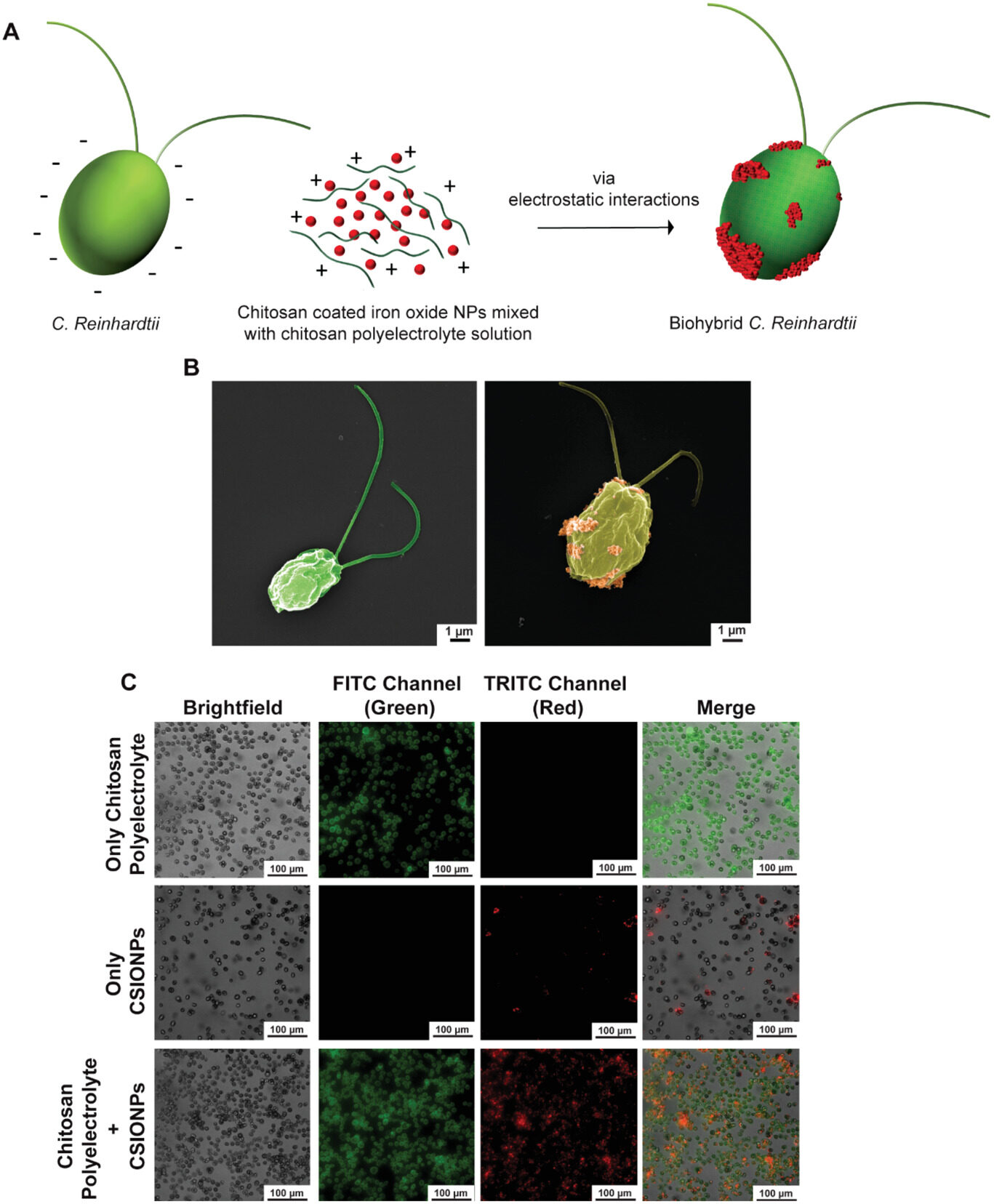 Chlamydomonas reinhardtii, the microscopic alga that provided the channelrhodopsin protein